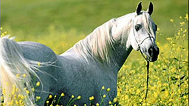 О братьях наших меньших. смотреть онлайн