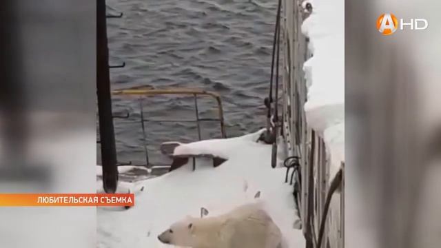 Белый медведь заглянул на судно рыбаков в районе Шпицбергена смотреть онлайн