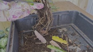 №86. Калатея Руфибарба. Пересадка с делением куста (размножение делением).