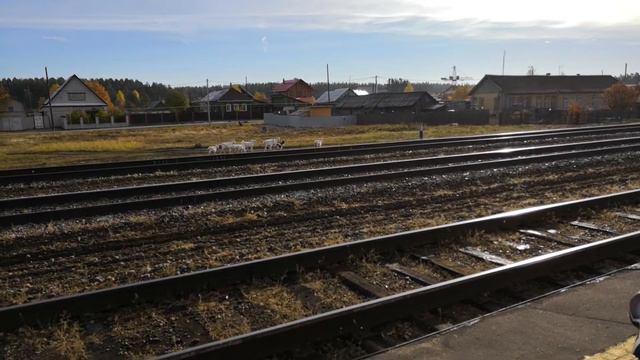 Приезд поезда на станцию Илеть 14 октября 2018 года и разгон коз смотреть онлайн