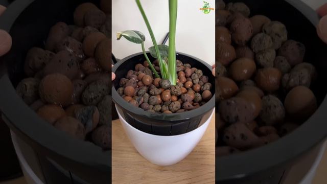 Monstera Thai Constellation in Semi-Hydroponics смотреть онлайн
