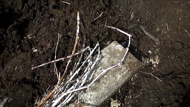 Виноград после зимовки. Кузбасс.Сибирь. смотреть онлайн