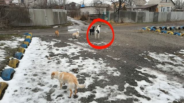 Дачные животные, а в конце видео о тварях. смотреть онлайн