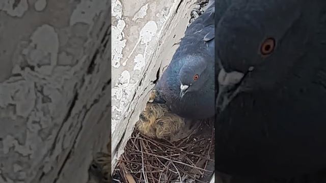 голуби вывели птенцов на нашем балконе смотреть онлайн