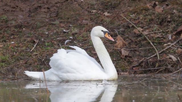 Клип Эко-парк "Русский берег" смотреть онлайн