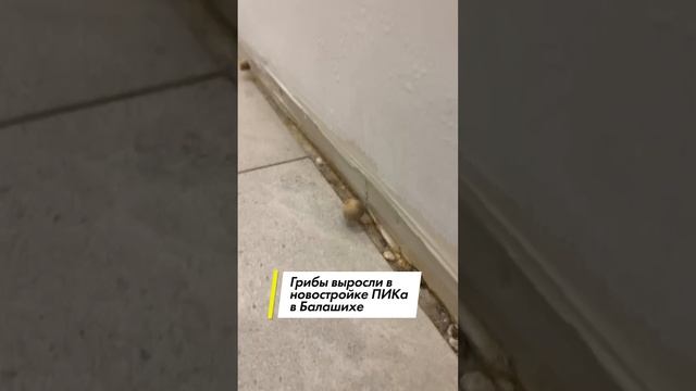 Грибы выросли в новостройке ПИКа в Балашихе смотреть онлайн