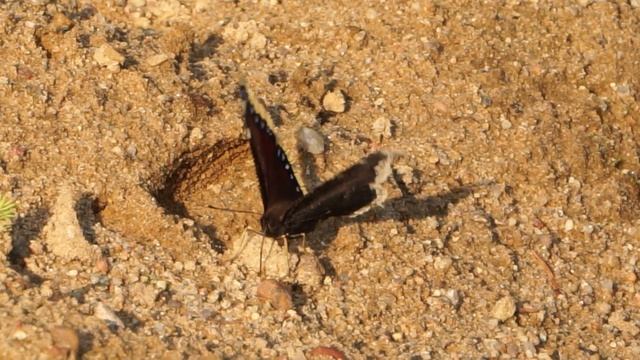 Rusałka żałobnik - Nymphalis antiopa смотреть онлайн