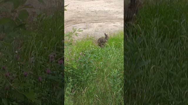 Зайчик попрыгайчик 🐰 смотреть онлайн