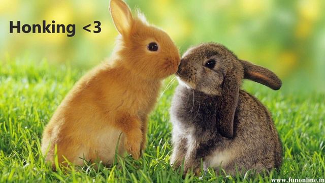 Rabbit Sounds Happy смотреть онлайн