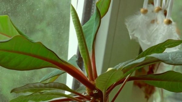 Euphorbia leuconeura (Madagascar jewel) - A New Leaf Time Lapse