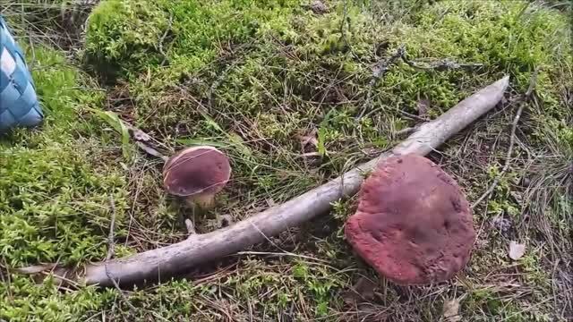 Белые и подосиновики смотреть онлайн