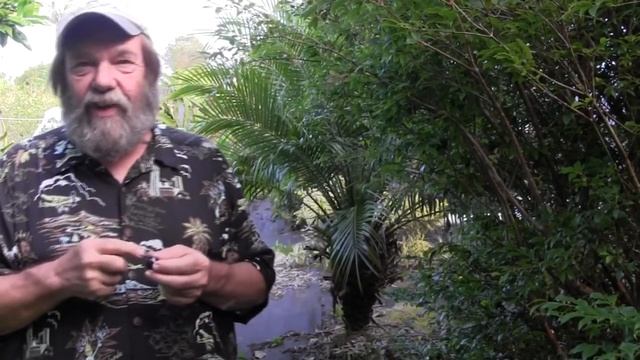 Jaboticaba the perfect fruit tree смотреть онлайн