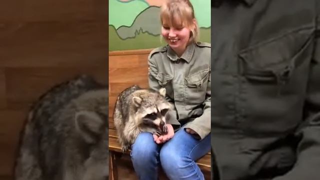 Ручные еноты в Ялте смотреть онлайн