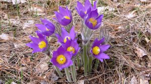 Прострел. Цветок из Красной книги. ( Pulsatílla )