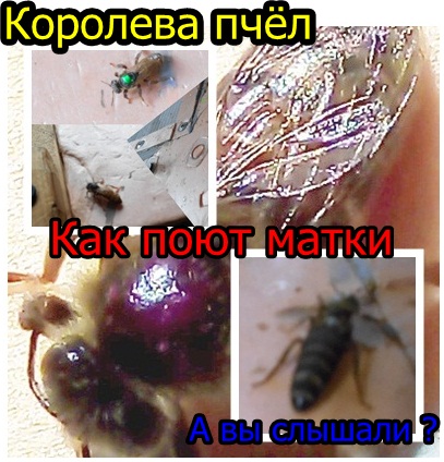 Как поют Королевы пчёл /Пчело-матки смотреть онлайн