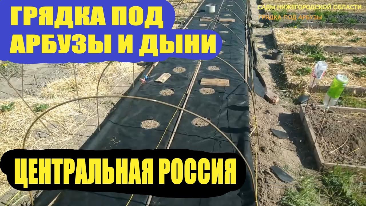 Выращиваем арбузы.Готовим грядку под посадку арбузов смотреть онлайн