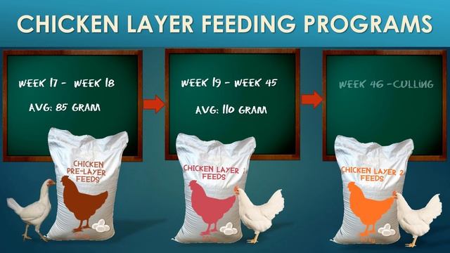 Guide to Chicken Layer Poultry Backyard Farming and Return on Investment for 100 RTL Hens | Tagalog смотреть онлайн