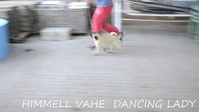 Himmell Vahe Dancing Lady смотреть онлайн