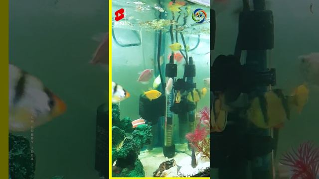 My Budgies Parrot 🦜|| Tetra fish 🐠 || Goldfish , koi fish , black moor , brass Goldfish, Red Cap💚🖤 смотреть онлайн