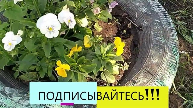 Деревенская клумба июль 2022 смотреть онлайн