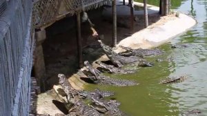 Крокодилы едят курицу