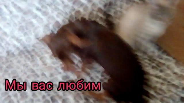 Просто спасибо 😍❤️ смотреть онлайн