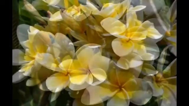 Алламанда — род цветковых растений семейства Кутровые смотреть онлайн