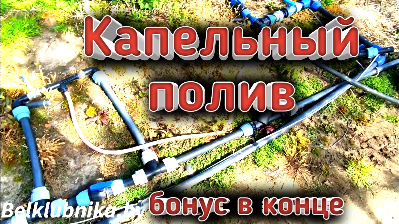 Тонкости капельного полива. Бонус в конце видео. Belklubnika.by.mp4 смотреть онлайн