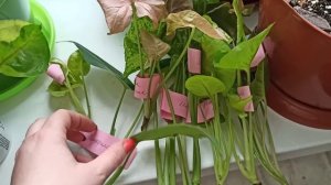 Обновляю сингониумы ?