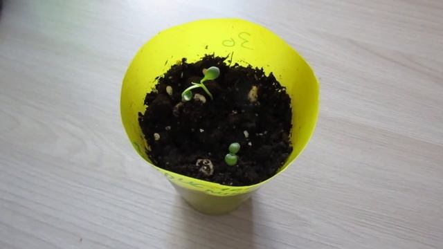 Какие пряные травы посеять на клумбу. Душица, лаванда и другие смотреть онлайн