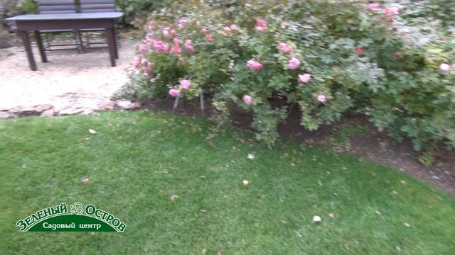 Немецкая парковая роза Анжела и газон осенью. Светлана Александрова смотреть онлайн