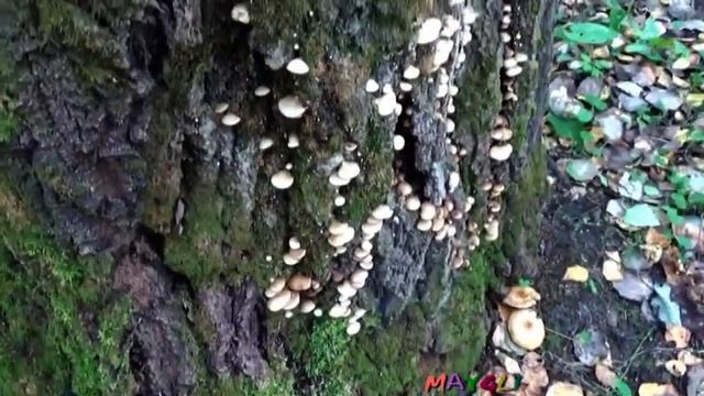 Королевские опята в лесу смотреть онлайн