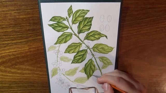 РИСУЮ КОФЕ. Ботаническая иллюстрация смотреть онлайн