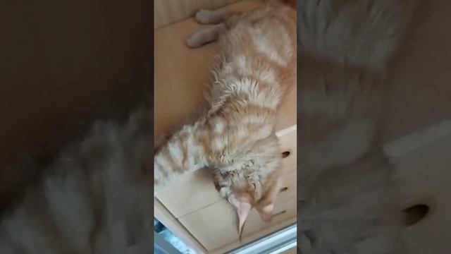 МЕЙН-КУН котёнок, рыжий мальчик, возраст четыре месяца, ласковый характер и отличные породные данны смотреть онлайн