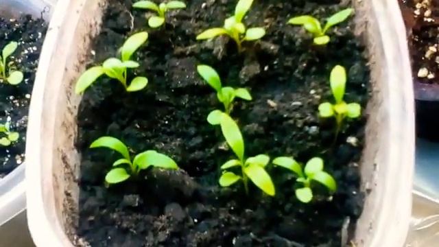 Обзор рассады на 24 января 2020 г Новосибирск ! ??? смотреть онлайн