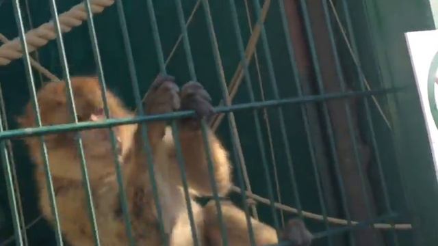 LPS: СНОВА КУДА-ТО ЕДЕМ... НА ЭТОТ РАЗ В BIO ПАРК смотреть онлайн