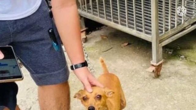 Украденный пес заплакал, когда увидел своего хозяина. Вы не сможете сдержать слез!!! смотреть онлайн