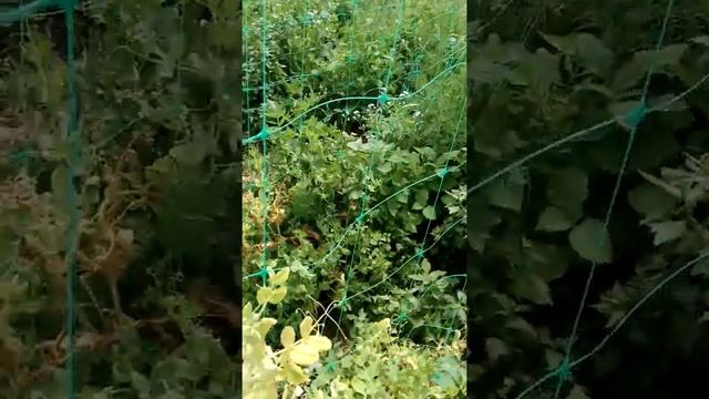 Горох в теплице конец сезона. смотреть онлайн