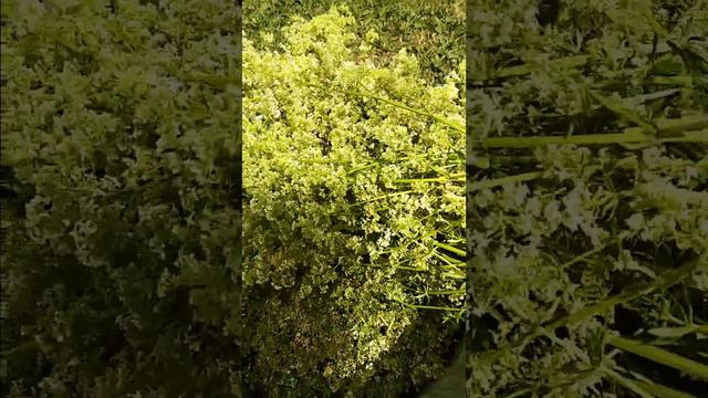 Трава,как таволга,имеет схожие свойства!#трава#цветы#универсальная#таволга#сбор#чай#лекарственная смотреть онлайн