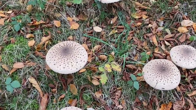 Сказочно грибной лес ! Грибной сезон в самом разгаре смотреть онлайн