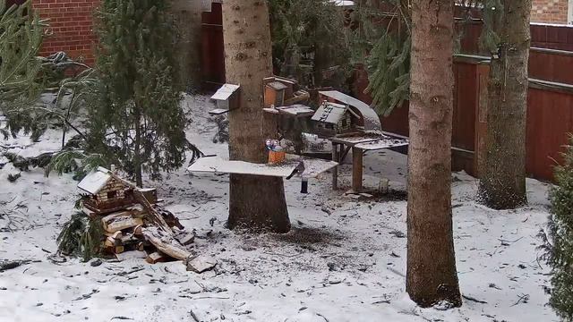 17.01.2023 Онлайн-трансляция Белочек и птичек смотреть онлайн