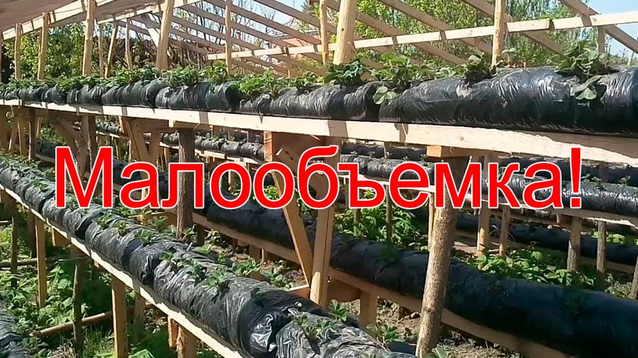 Малообъемка! Клубника, обзор сортов, две недели после посадки смотреть онлайн