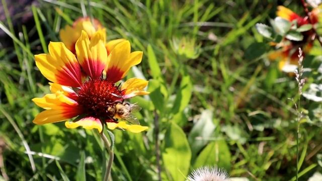 Лунный посевной календарь на ИЮНЬ 2022 года для садоводов. Календарь огородника. смотреть онлайн