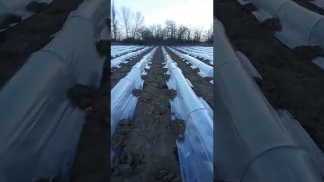 начало высадки капусты Пандион смотреть онлайн