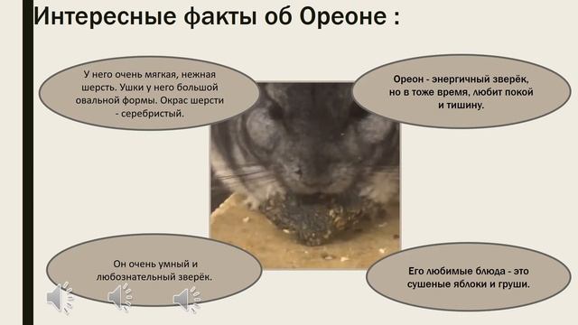 Жизнь шиншилл и особенности их поведения при общении с человеком смотреть онлайн