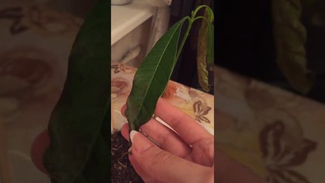 Манго , выращенный из косточки ? смотреть онлайн