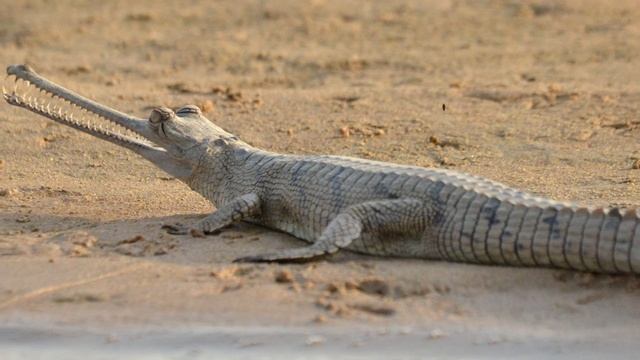 Gharial Facts: The SOUR CROCODILE | Animal Fact Files