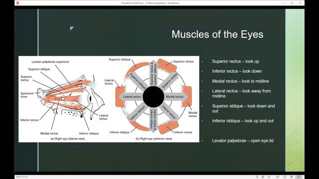Muscular System Part 2 смотреть онлайн