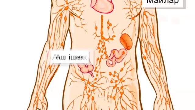 Лимфа жүйесі, Абдыкаликова С. смотреть онлайн