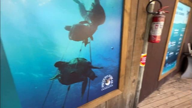 Бася знакомится с морскими черепахами и провожает одну из них в океан! смотреть онлайн